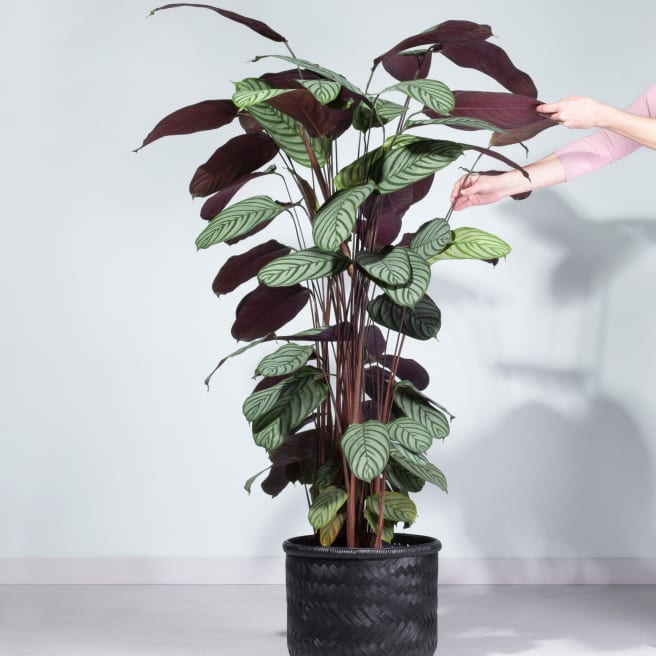 Calathea 'Oppenheimiana' XL