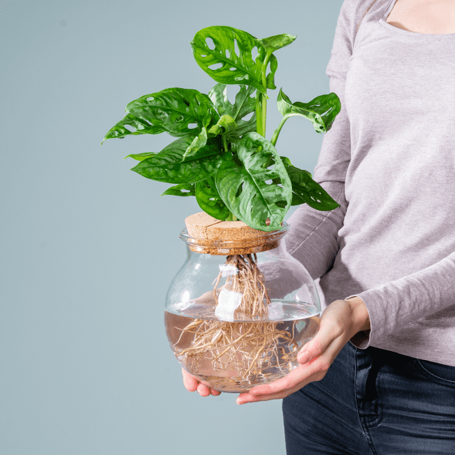 Waterplant Monstera 'Adansonii' im Glas mit Korkdeckel