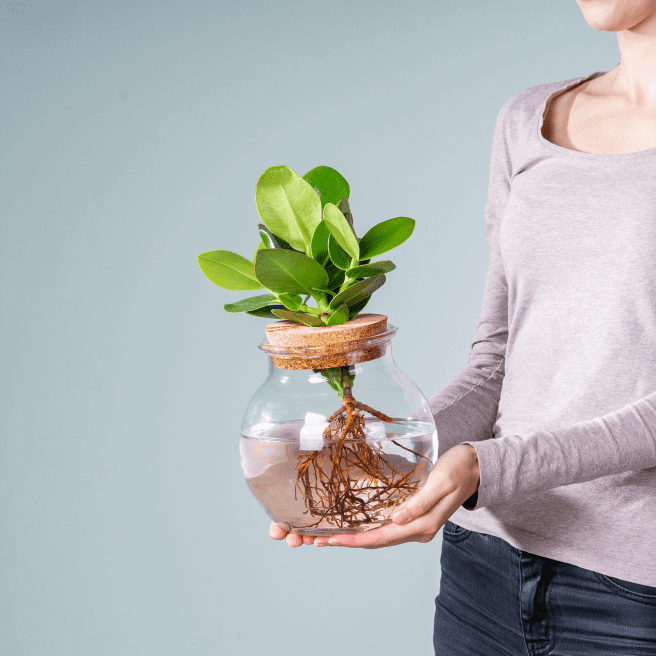 Waterplant Balsamapfel 'Rosea' im Glas