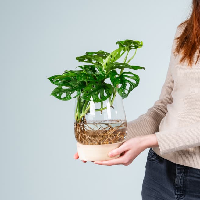 Waterplant Monstera 'Adansonii' im Glas mit LED