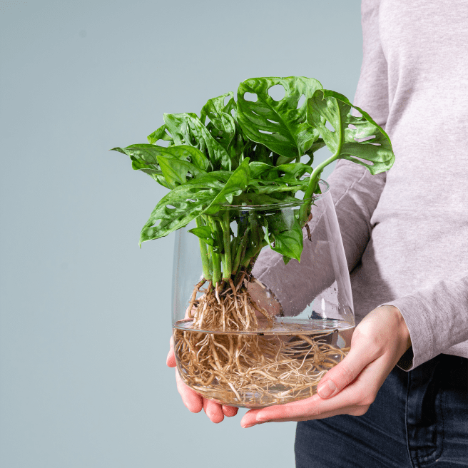 Waterplant Monstera 'Adansonii' im Glas