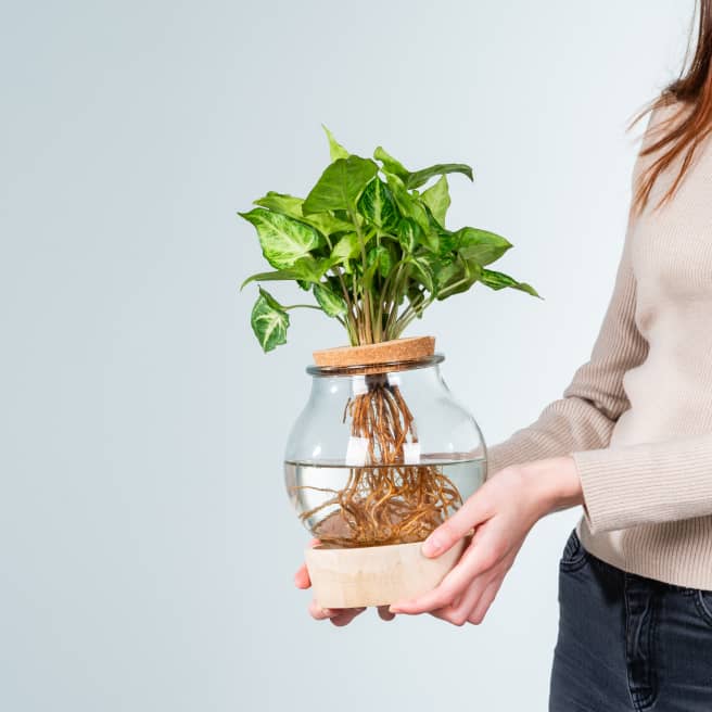 Waterplant Syngonium 'Pixi' im Glas mit LED