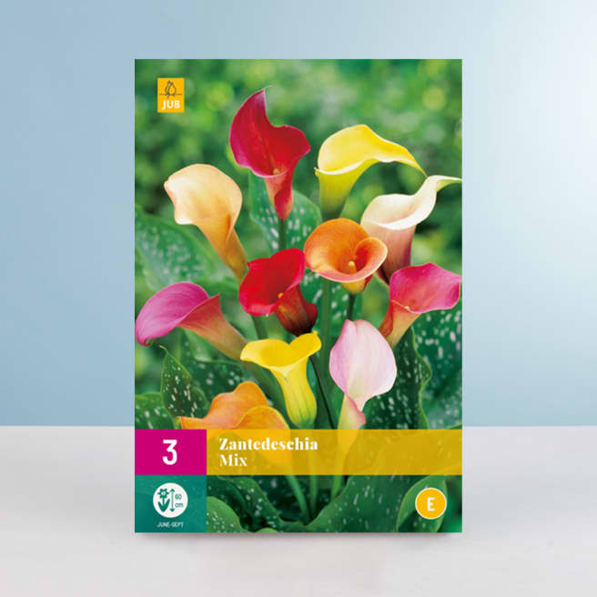 Calla Mix - 3 Wurzeln