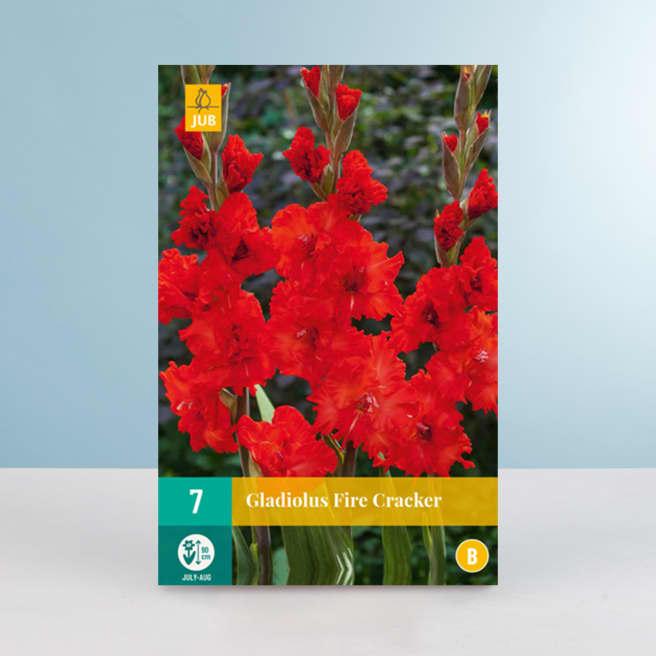 Wave-Gladiole 'Fire Cracker' - 7 Knollen