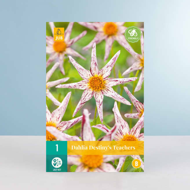 Orchideen-Dahlie 'Destiny's Teachers' - Knolle