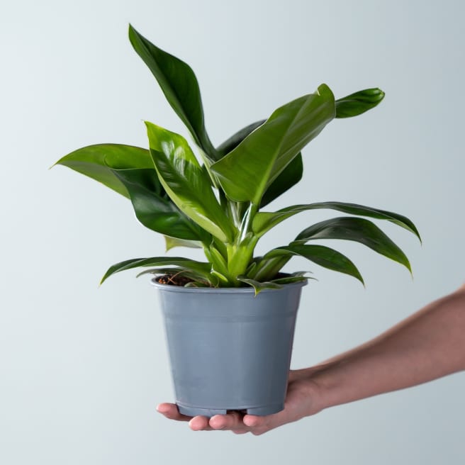 Philodendron 'Imperial Green' S