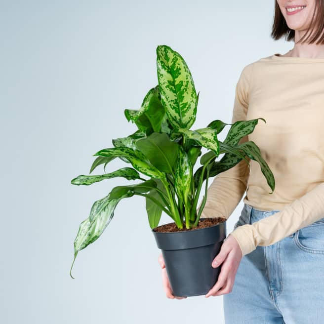 Aglaonema 'Romeo'