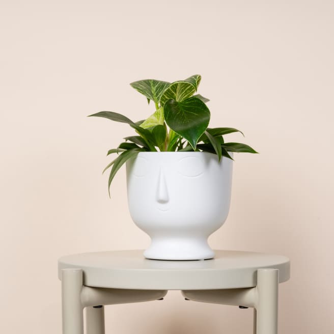 Übertöpfe kaufen Blumentöpfe & Pflanzentöpfe BLUME2000