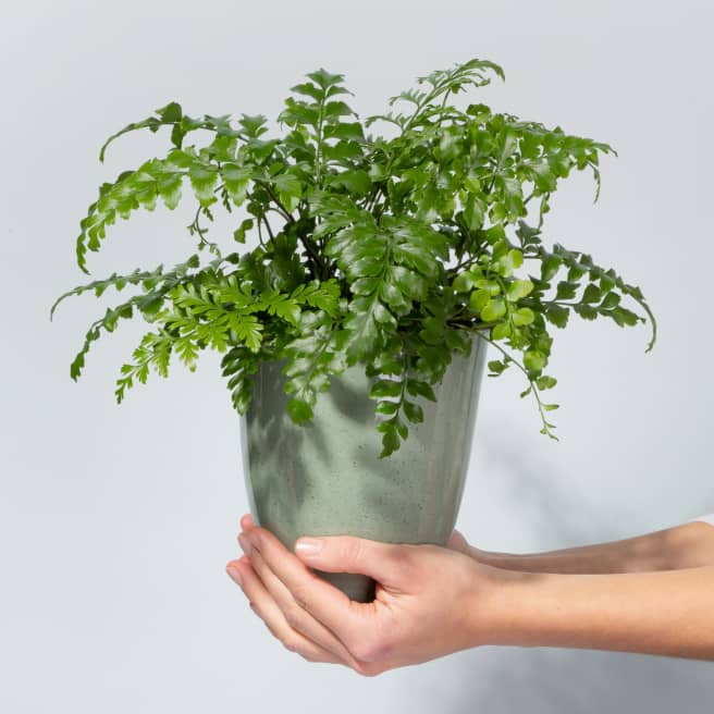 Asplenium 'Parvati'