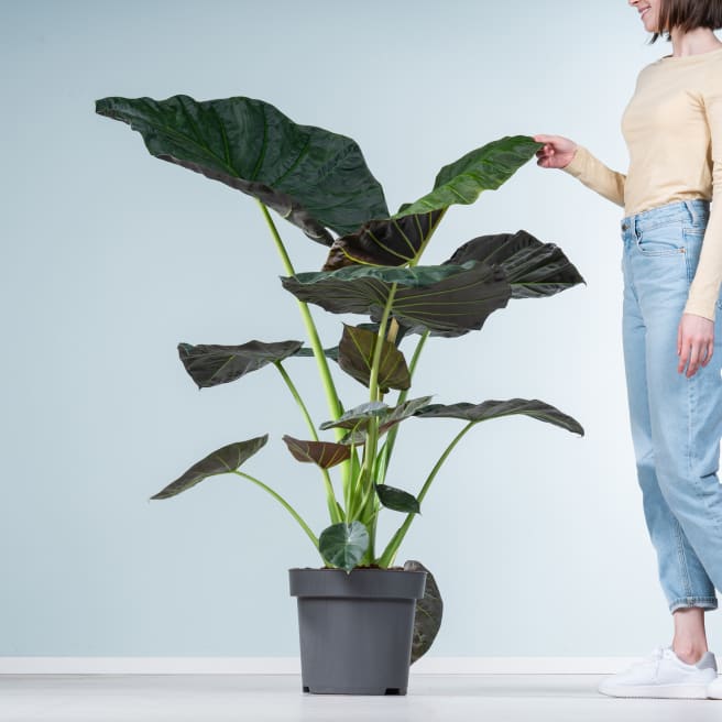 Alocasia 'Regal Shield' XL