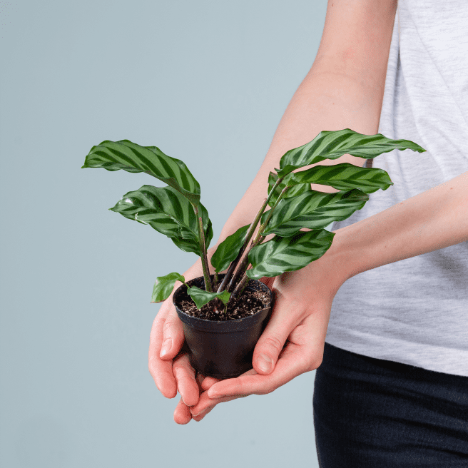 Calathea 'Freddie'