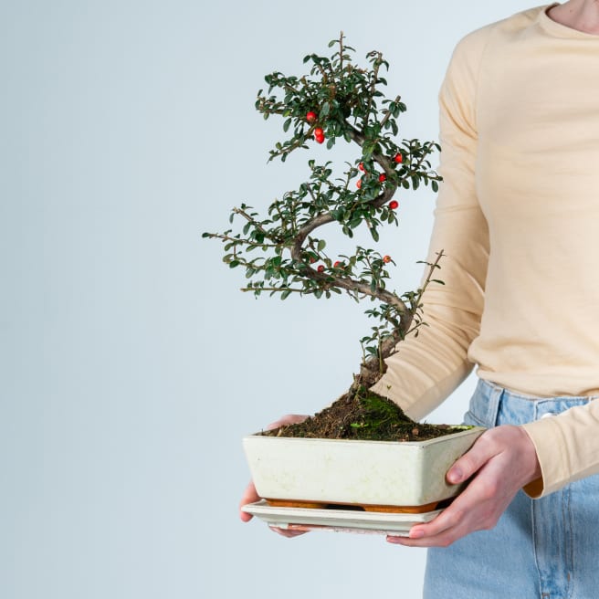 Cotoneaster Bonsai 'Traditional'