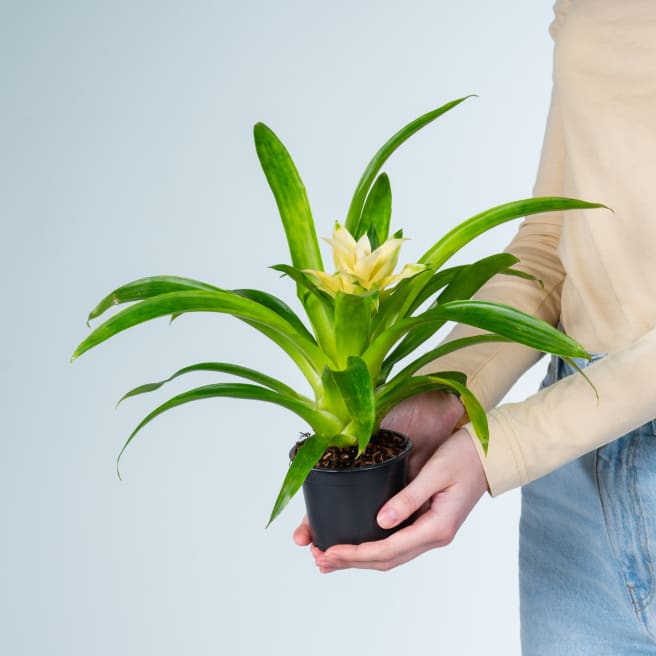 Guzmania 'Evelien'