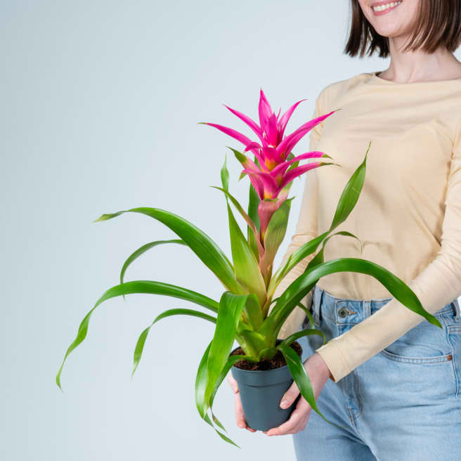 Guzmania 'Suerte Cerise'