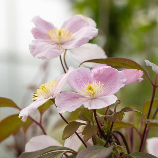 Clematis 'Mayleen'