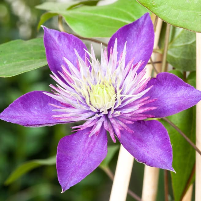 Clematis 'Multi Blue'