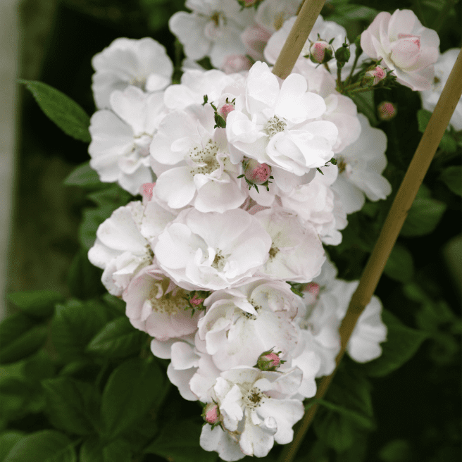 Kletterrose 'Perennial Blush'