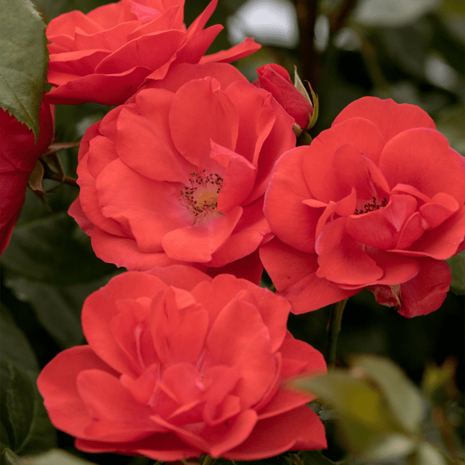 Strauchrose 'Feuerwerk'