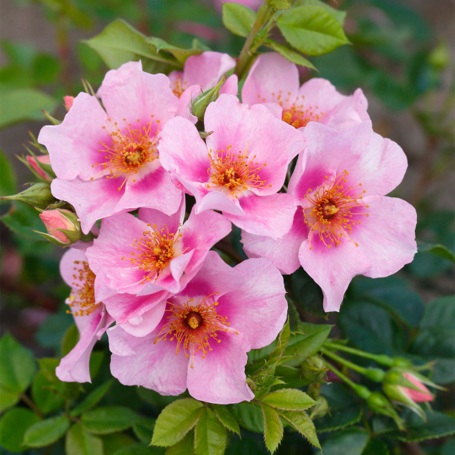 Strauchrose 'Orienta® Laila'