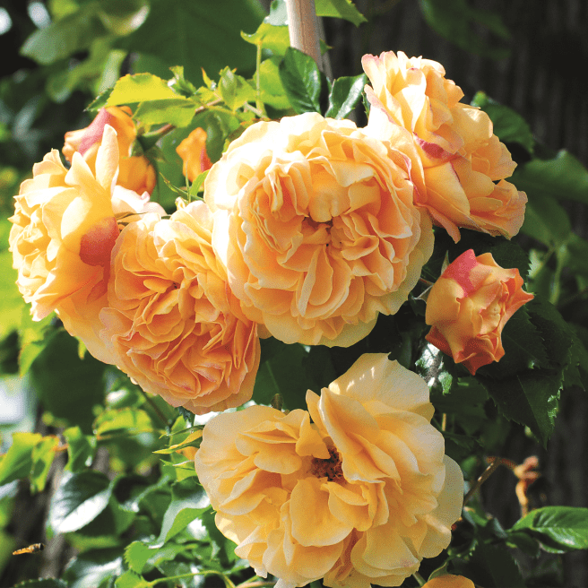 Zwerg-Kletterrose 'Starlet® Rose Lizzy'