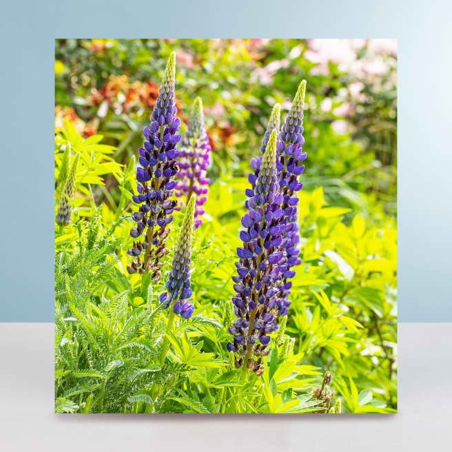 Lupine 'Gallery' Blau - 3 Stück