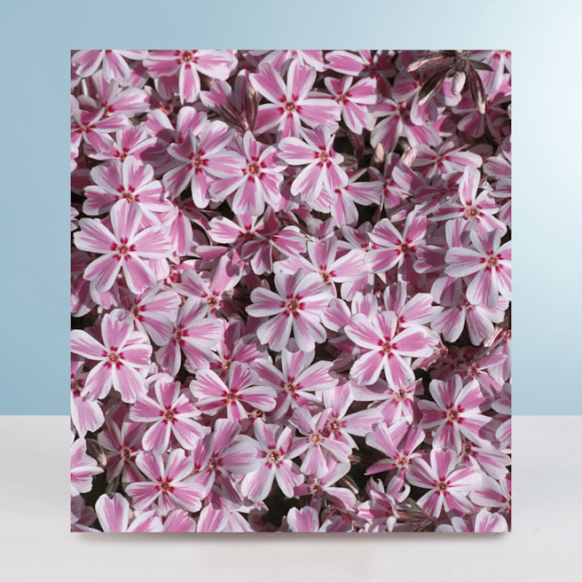 Polsterphlox 'Kimono' - 3 Stück