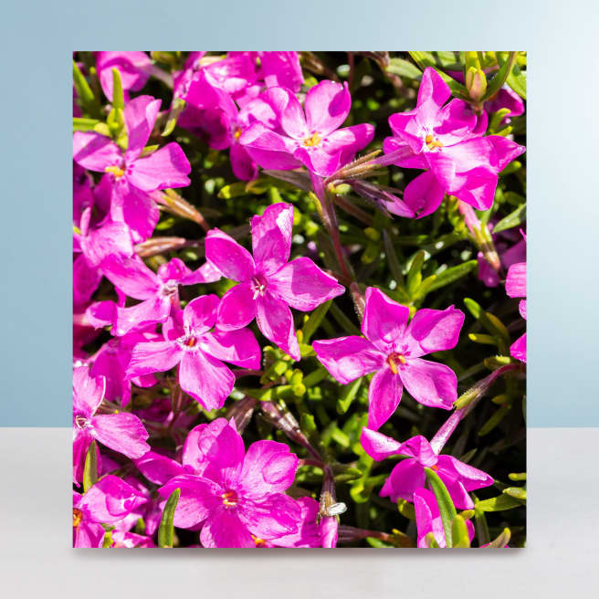 Polsterphlox 'MacDaniel's Cushion' - 3 Stück