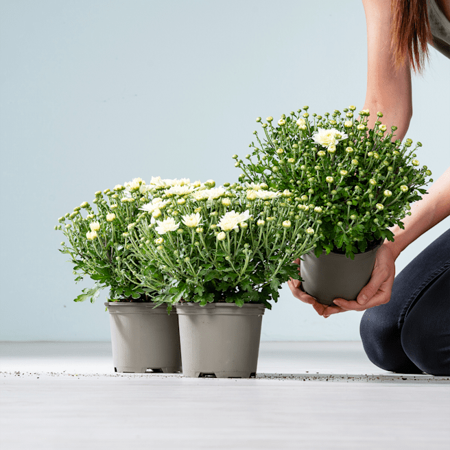 Weiße Chrysantheme 'Garden Mums' - 3 Stück