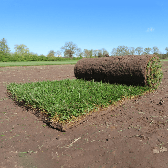 Rollrasen kaufen beim Pflanzenexperten BLUME2000
