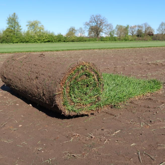 Rollrasen kaufen beim Pflanzenexperten BLUME2000