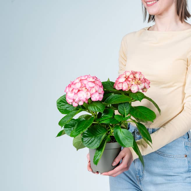 Ballhortensie 'Macrophylla' Rosa