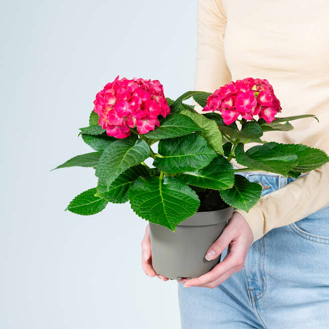 Ballhortensie 'Macrophylla' Rot