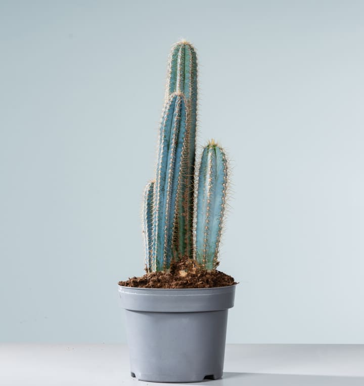 Blauer Säulenkaktus 'Pilosocereus' L