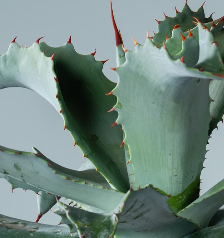 Agave 'Potatorum'