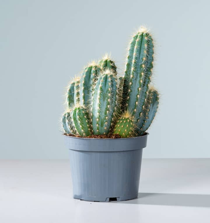 Blauer Säulenkaktus 'Pilosocereus' M