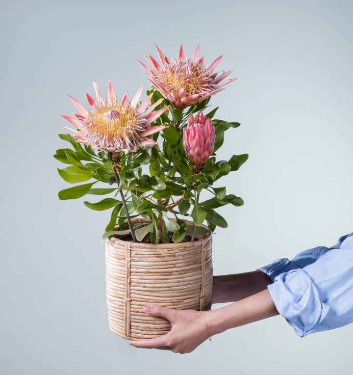 Protea 'Little Prince'