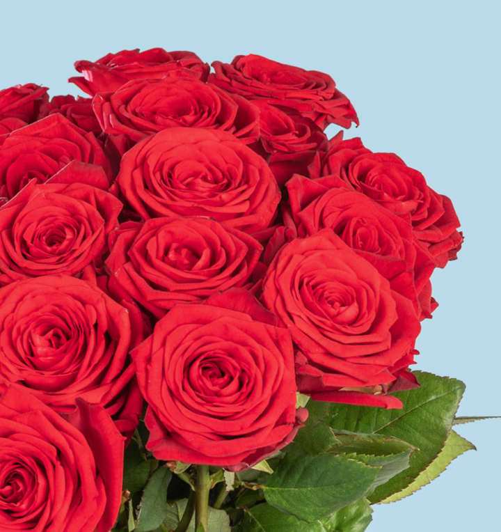 Rote Premium-Rosen - 25 Stiele