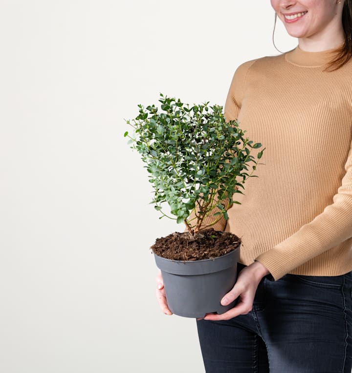 Kleinblättriger Eukalyptus