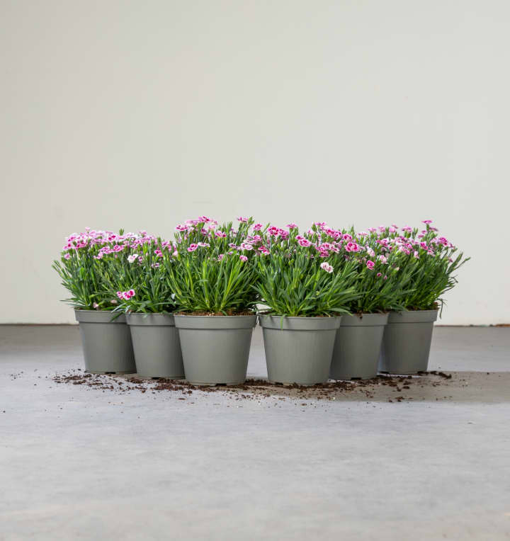 Winterharte Nelke 'Pink Kisses' 6 Stück