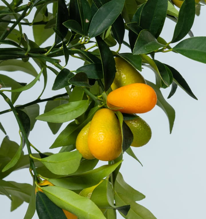 Zitruspflanze 'Kumquat'