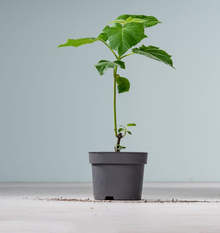 BIO Klimabaum 'Paulownia'