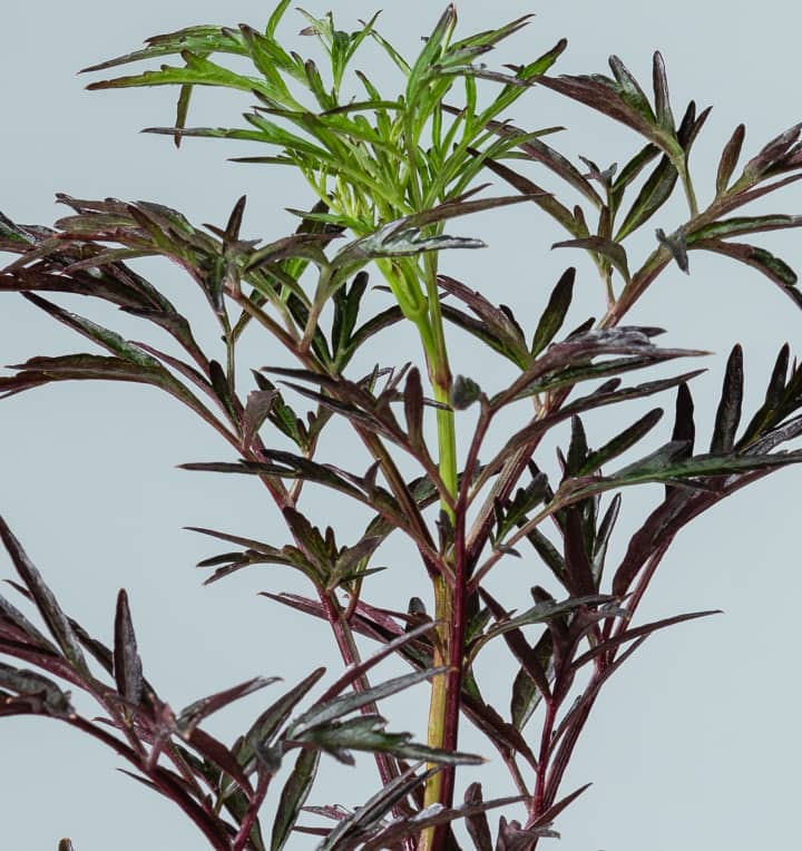 BIO Schwarzer Holunder &amp;#39;Black Lace®&amp;#39;