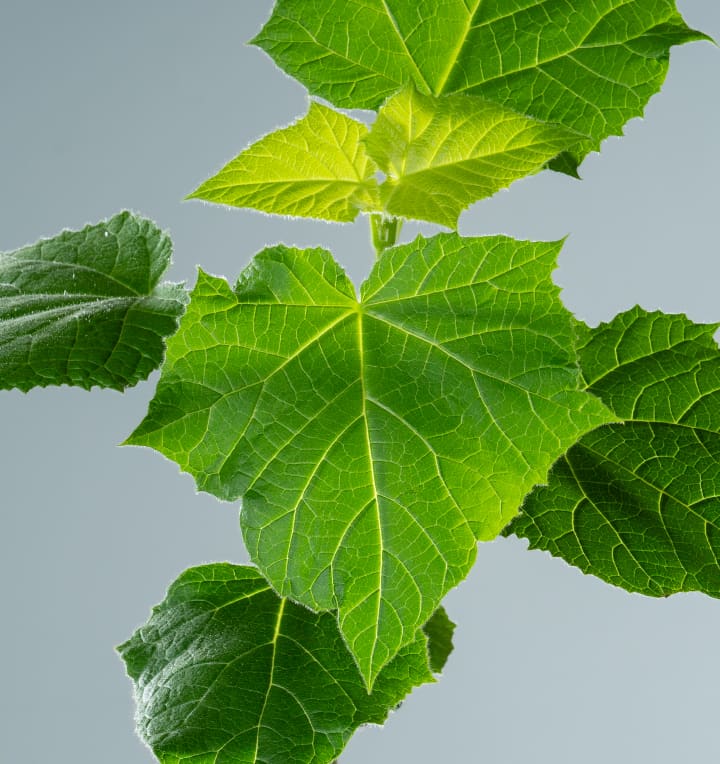 BIO Klimabaum 'Paulownia'