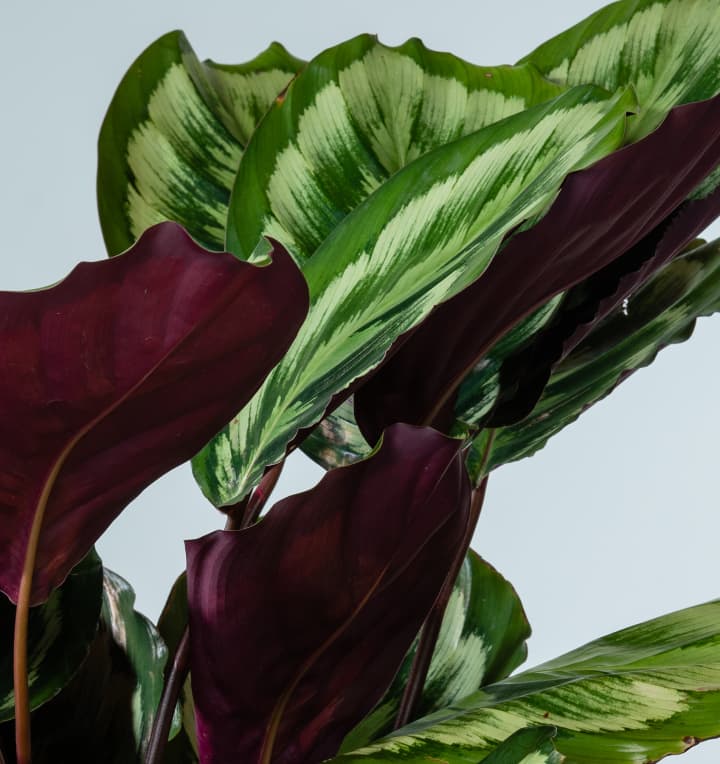 Calathea 'Mysty'