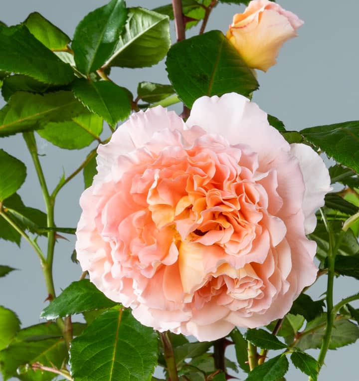 Edelrose 'Augusta Luise®'