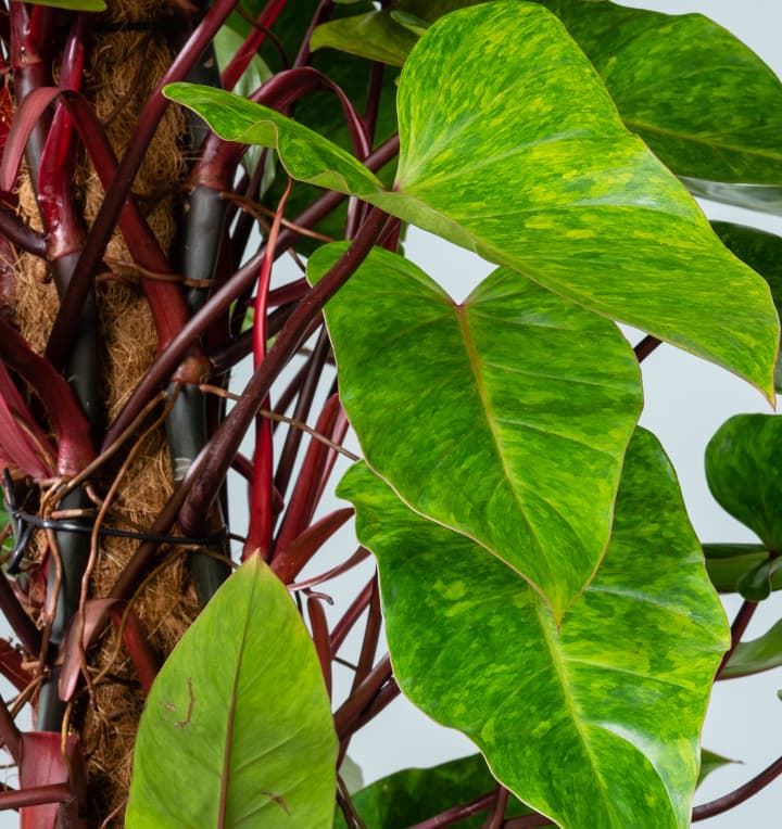 Philodendron 'Painted Lady' am Moosstab