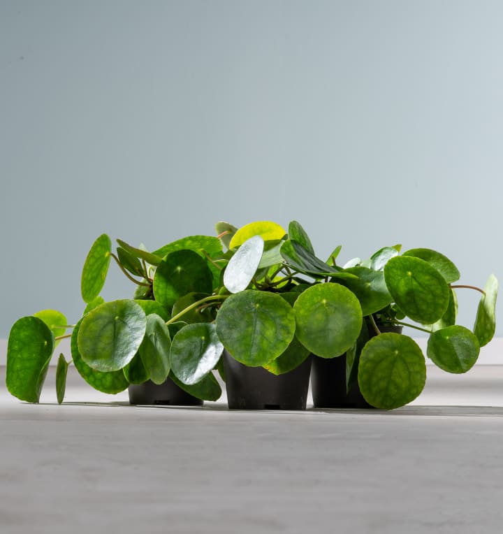 BIO Ufopflanze 'Pilea' - 3 Stück