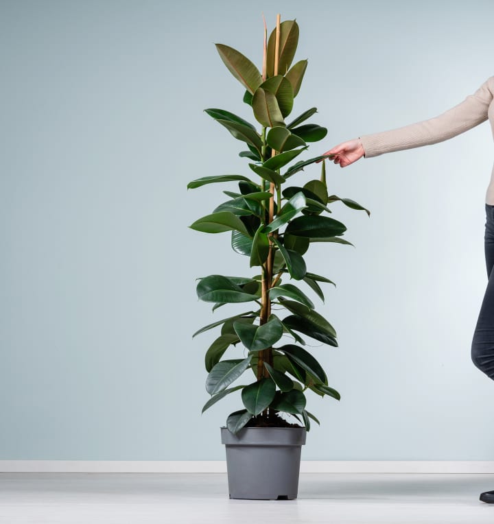 Ficus 'Robusta' XXL