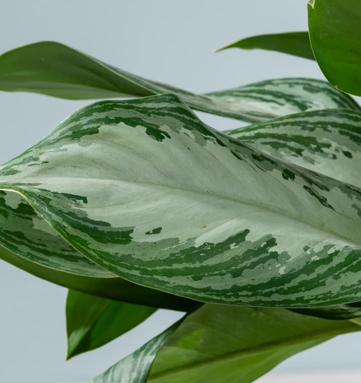 Aglaonema 'Silver Bay' M