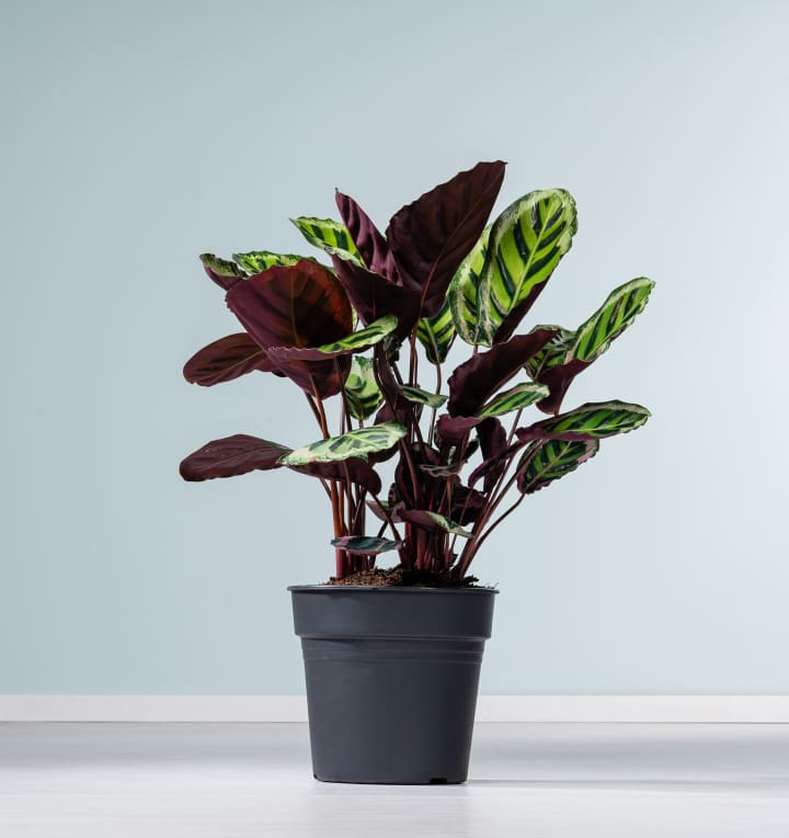 Calathea 'Angela'